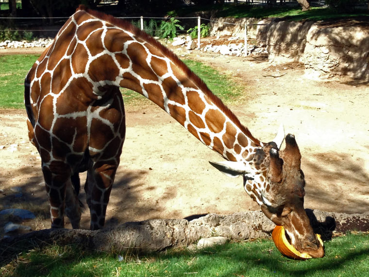 Giraffe enjoying a pumpkin